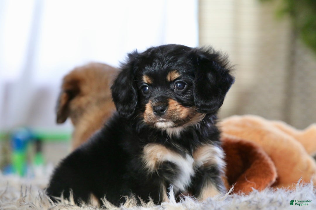 Mixed Breed dogs for sale: Cavalon Midnight - Ad 13
