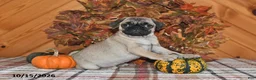 Pug dogs for sale: Kaci - Ad 3
