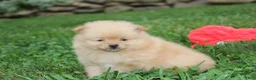 Pomeranian dogs for sale: Finn - Ad 9