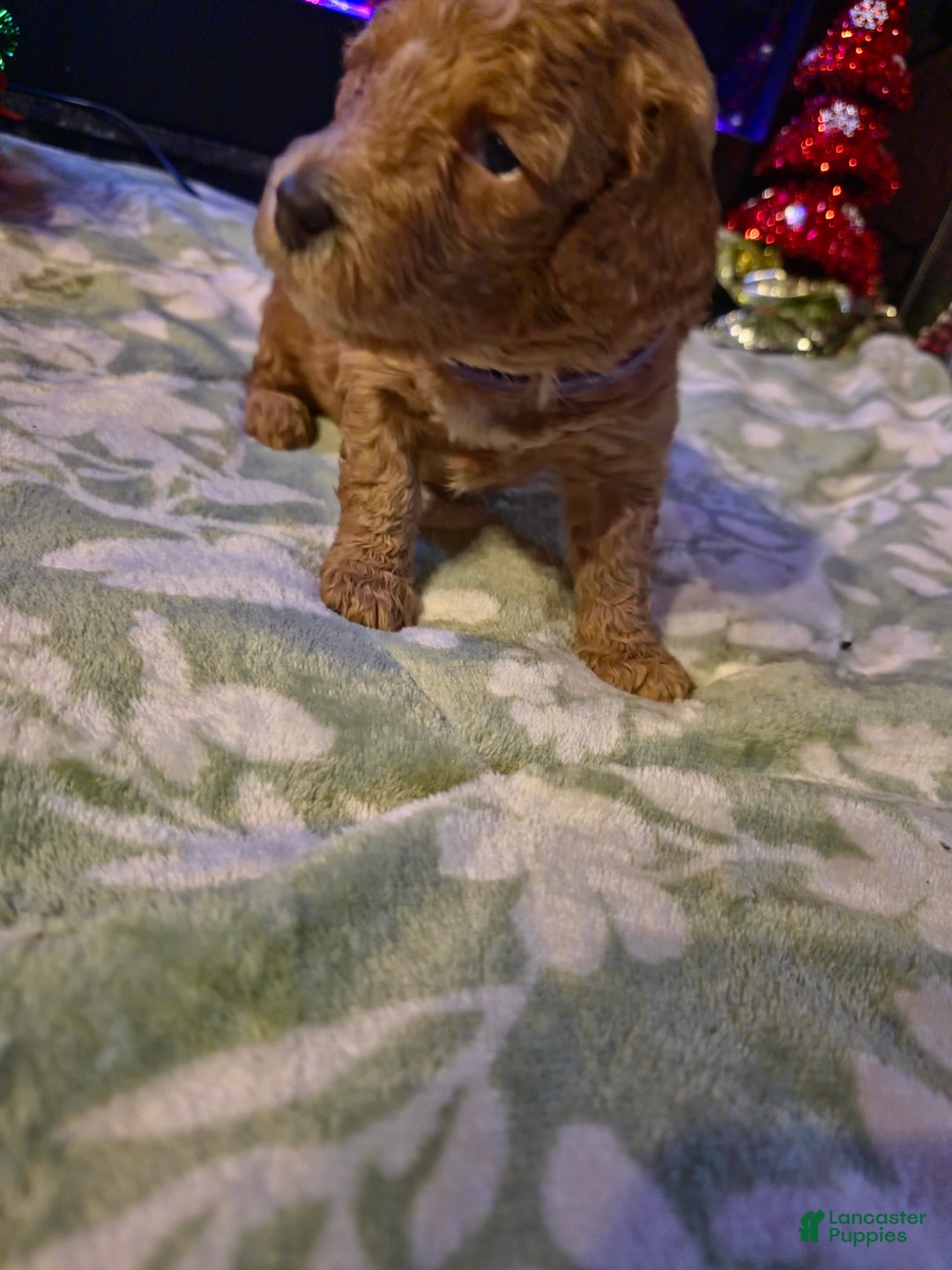 Mini Goldendoodle dogs for sale: Bella - Ad 22