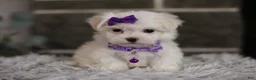 Maltipoo dogs for sale: Rue - Ad 9