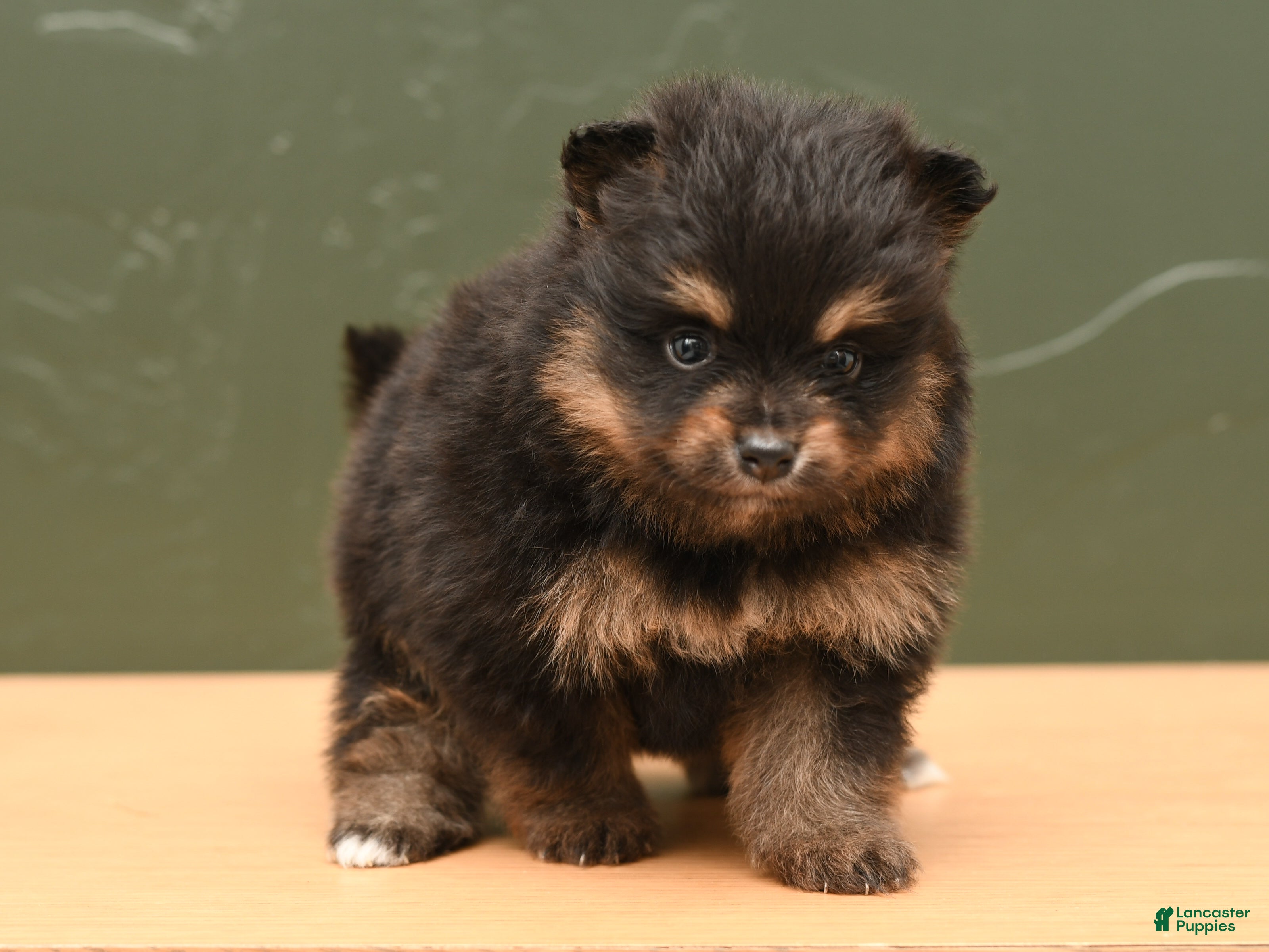 Pomeranian dogs Rita - Ad 2