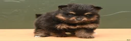 Pomeranian dogs for sale: Rita - Ad 1