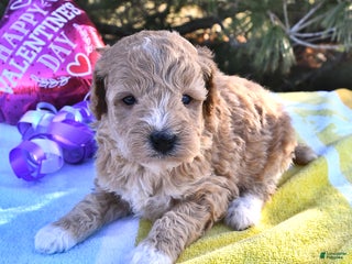 Mini Goldendoodle dogs Octavia - Ad 9