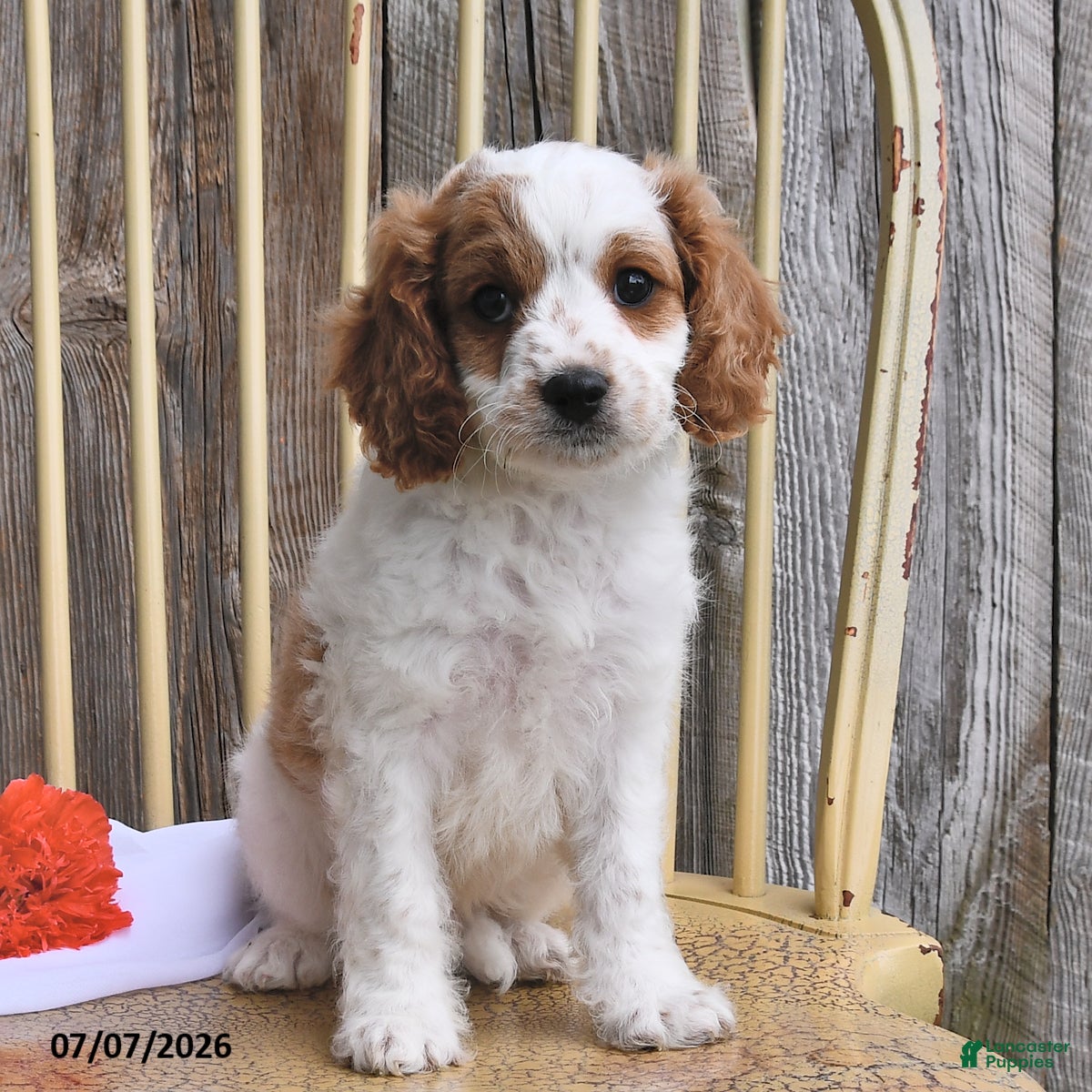 Cavapoo dogs Austin - Ad 2