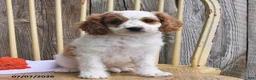 Cavapoo dogs for sale: Austin - Ad 2