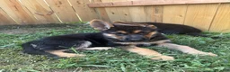German Shepherd dogs for sale: German Shepherd 5 - Ad 1