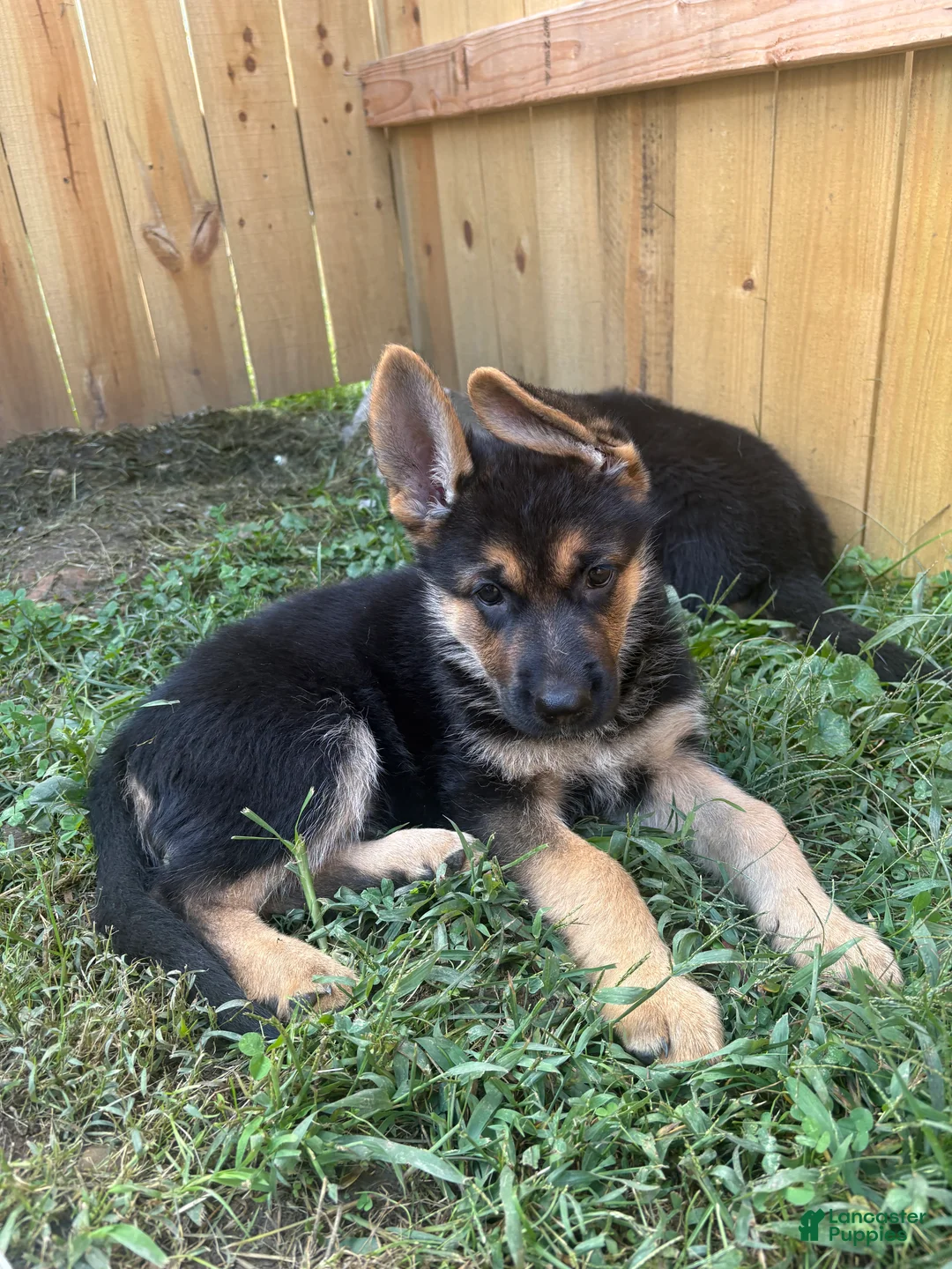 German Shepherd dogs for sale: German Shepherd 5 - Ad 1