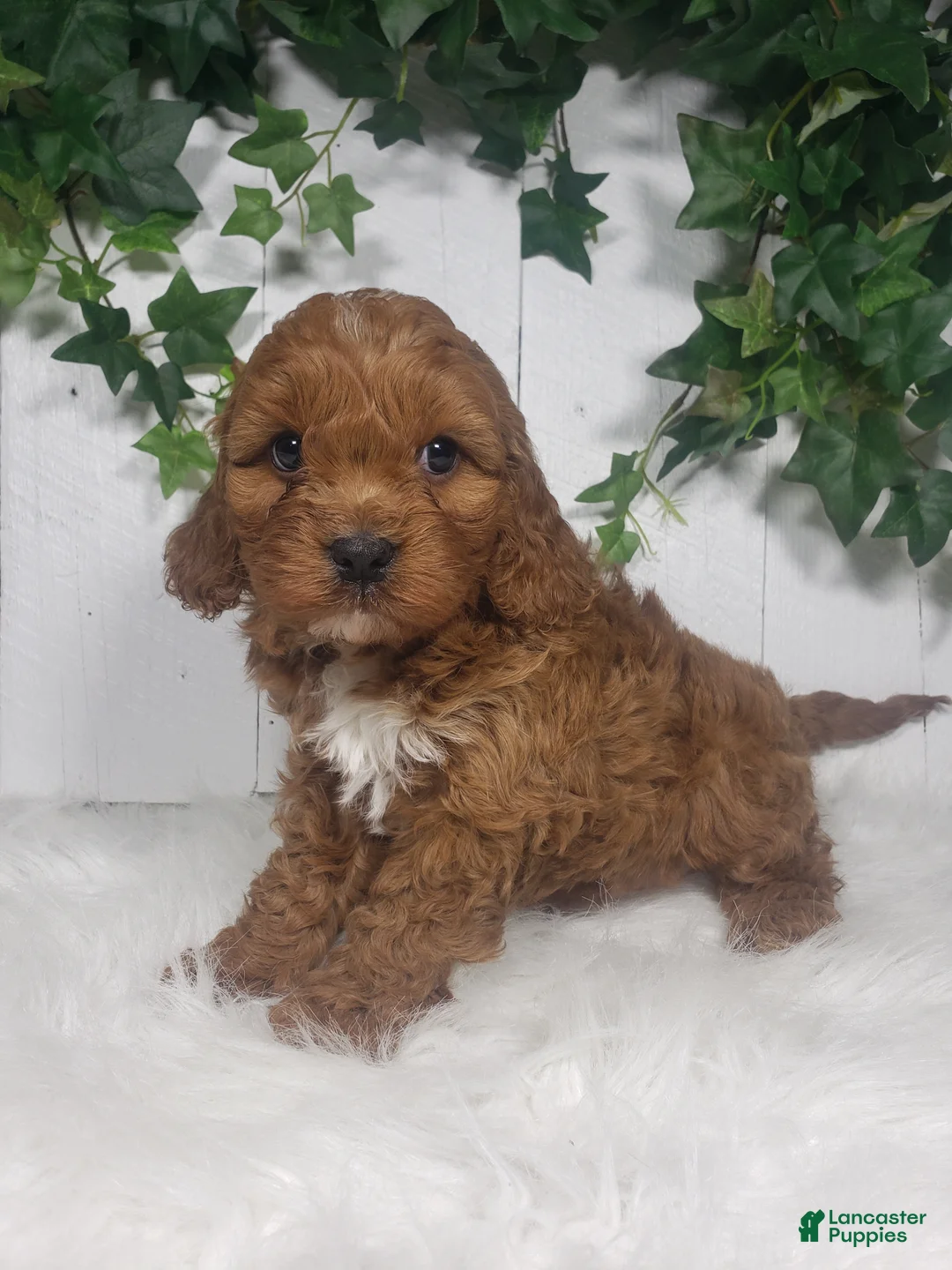 Cavapoo dogs for sale: Parker  - Ad 2