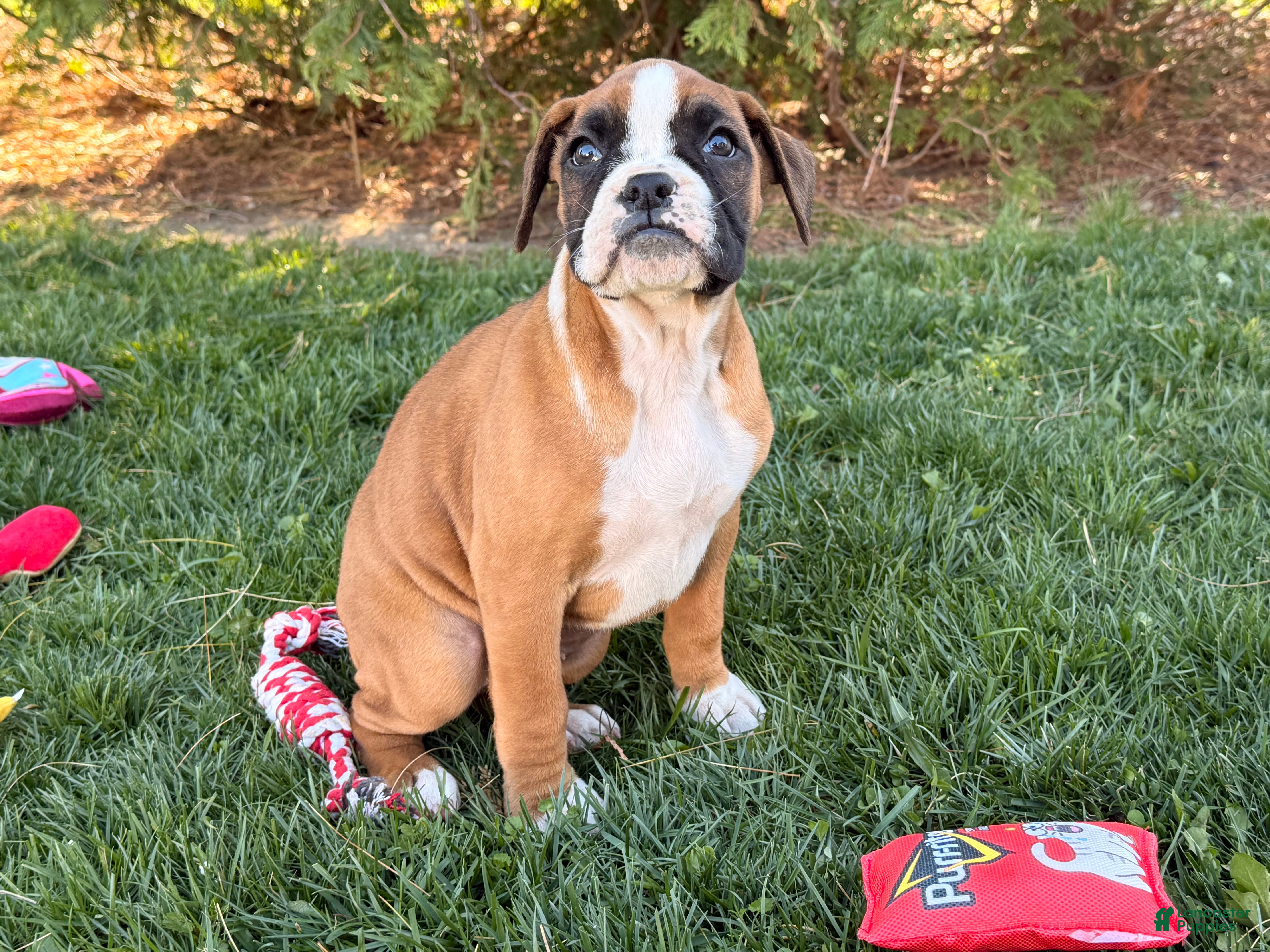 Boxer dogs Sunny - Ad 2