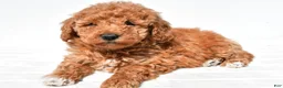 Mini Goldendoodle dogs for sale: Molly - Ad 5