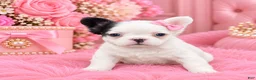 French Bulldog dogs for sale: French Bulldog 1 - Ad 1