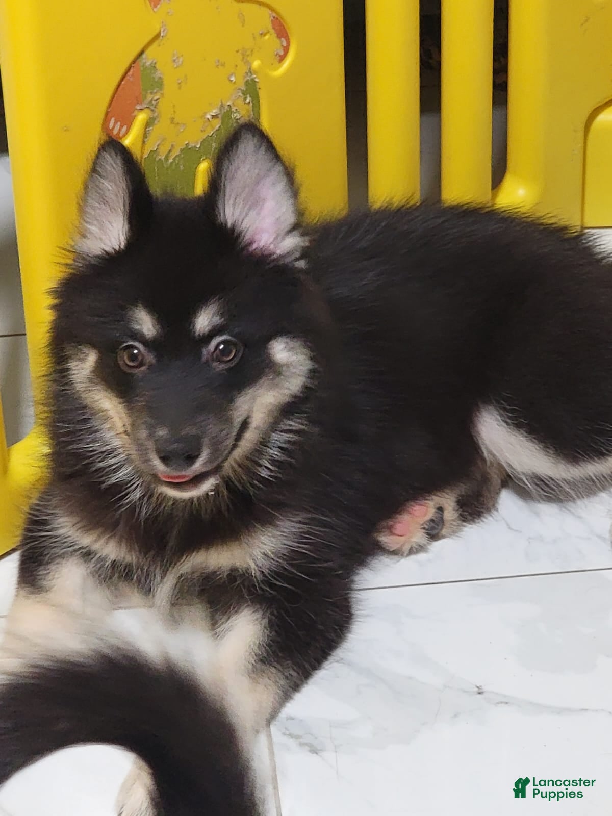 Pomsky dogs Pomsky Puppy 3 - Ad 32