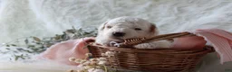 Bichpoo dogs for sale: Sable - Ad 7