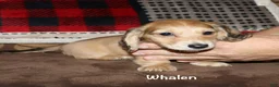 Miniature Dachshund dogs for sale: Whalen - Ad 3