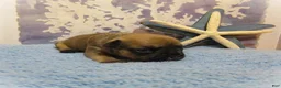 Frenchton dogs for sale: Nutmeg - Ad 5