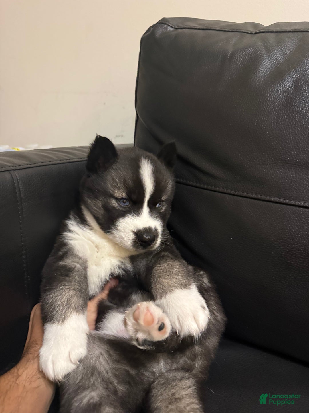 Siberian Husky dogs for sale: Gaia - Ad 2