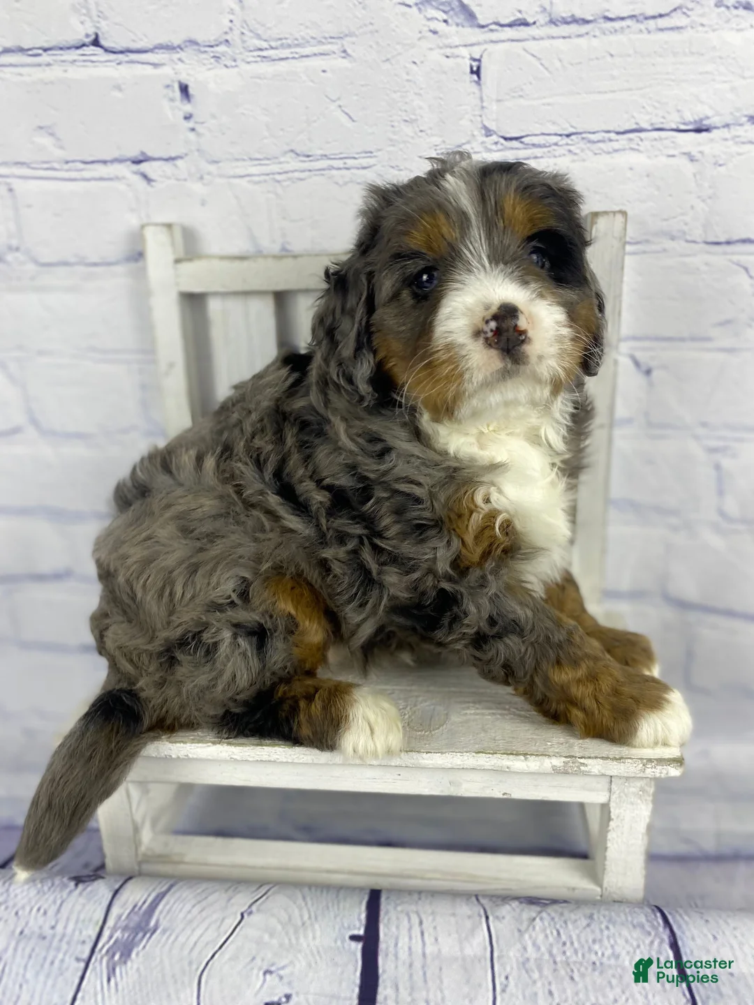 Gallery Image {{count}}