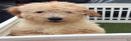 Goldendoodle dogs for sale: Honey - Ad 5