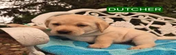 Labrador Retriever dogs for sale: Foxy - Ad 4