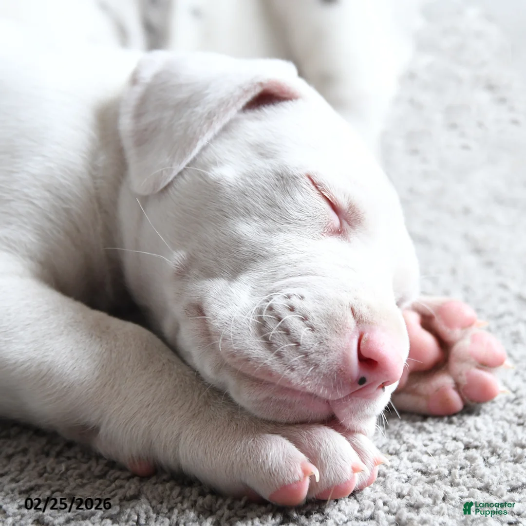 Great Dane dogs for sale: Luna - Ad 5