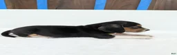 Beagle dogs for sale: Ruffles - Ad 9