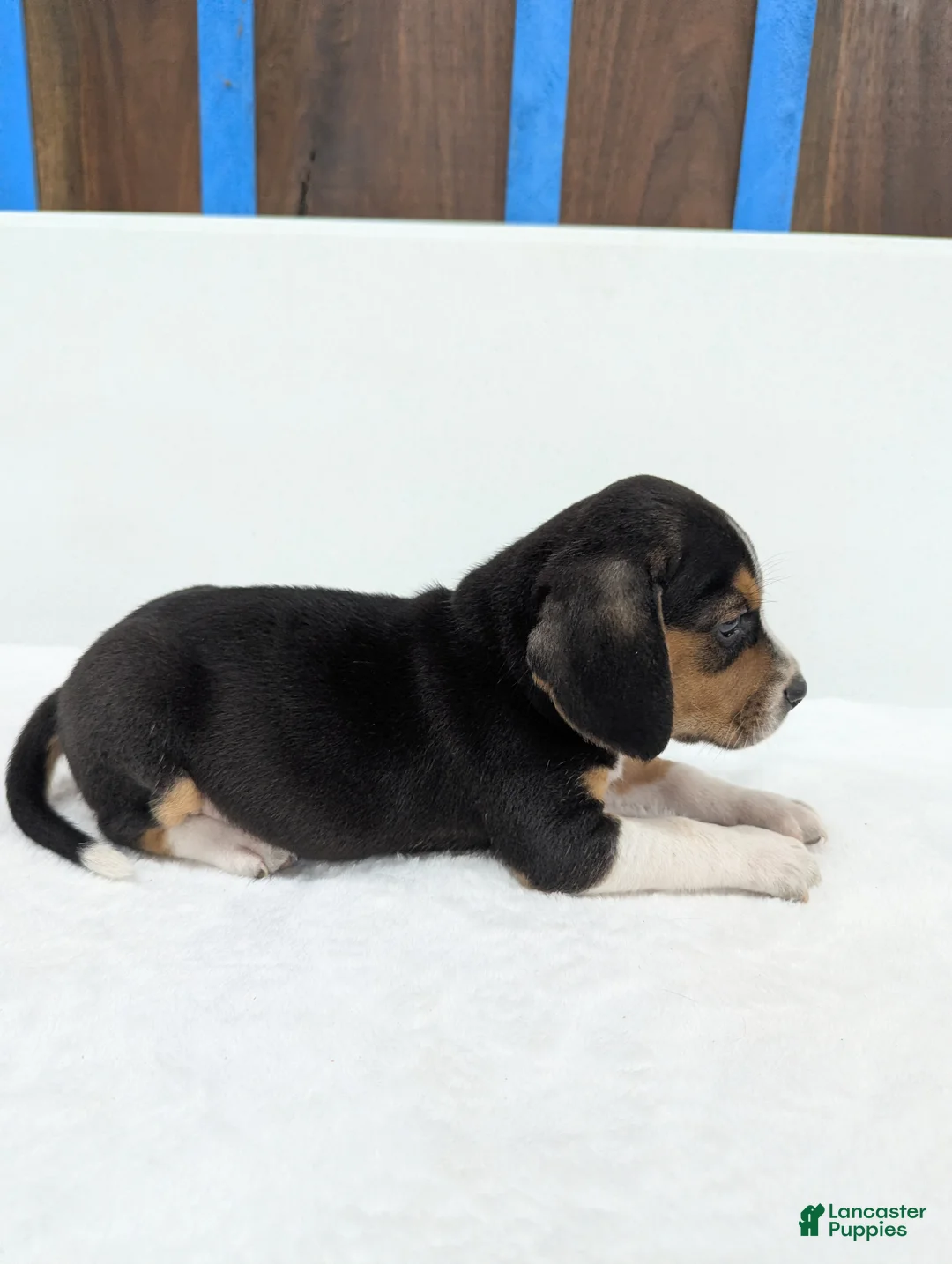 Beagle dogs for sale: Ruffles - Ad 9