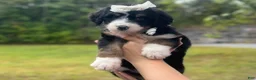 Bernedoodle dogs for sale: Ivanna - Ad 3