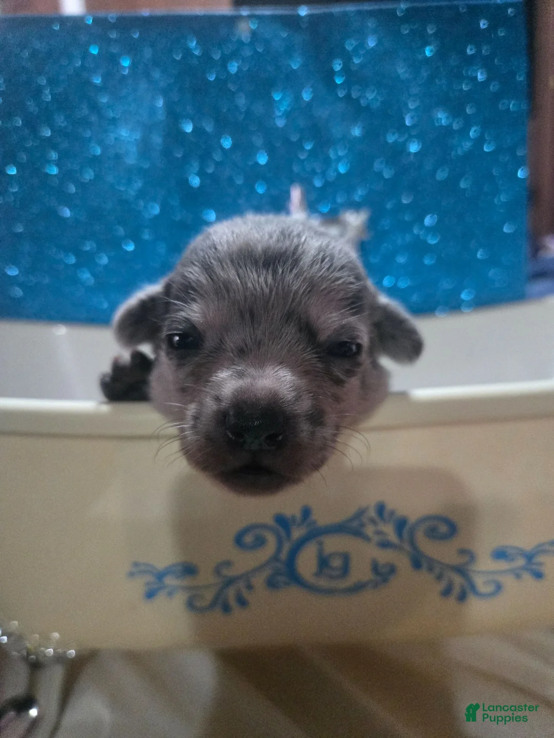 Chihuahua dogs for sale: Chihuahua 1 - Ad 21