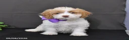 Cavapoo dogs for sale: Orchid - Ad 5