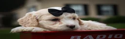 Cavachon dogs for sale: Houston🐾💙 - Ad 14