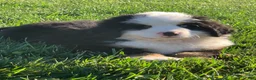 Bernese Mountain Dog dogs for sale: Rambo  - Ad 12