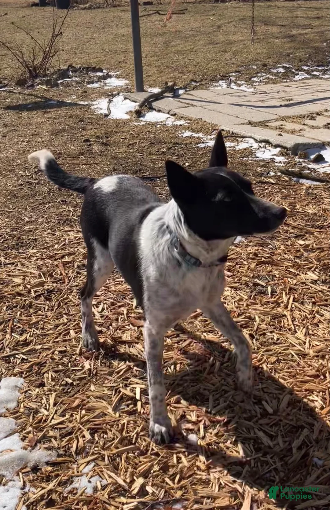 Mixed Breed dogs for sale: Remi - Ad 6