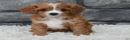 Cavapoo dogs for sale: Remi - Ad 7