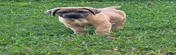 Cane Corso dogs for sale: Cane Corso 2 - Ad 5