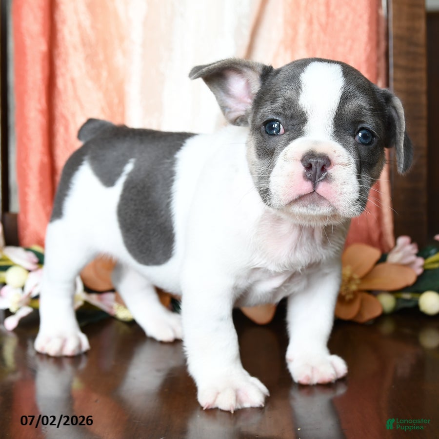 French Bulldog dogs Harrison - Ad 2