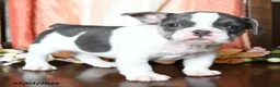 French Bulldog dogs for sale: Harrison - Ad 2