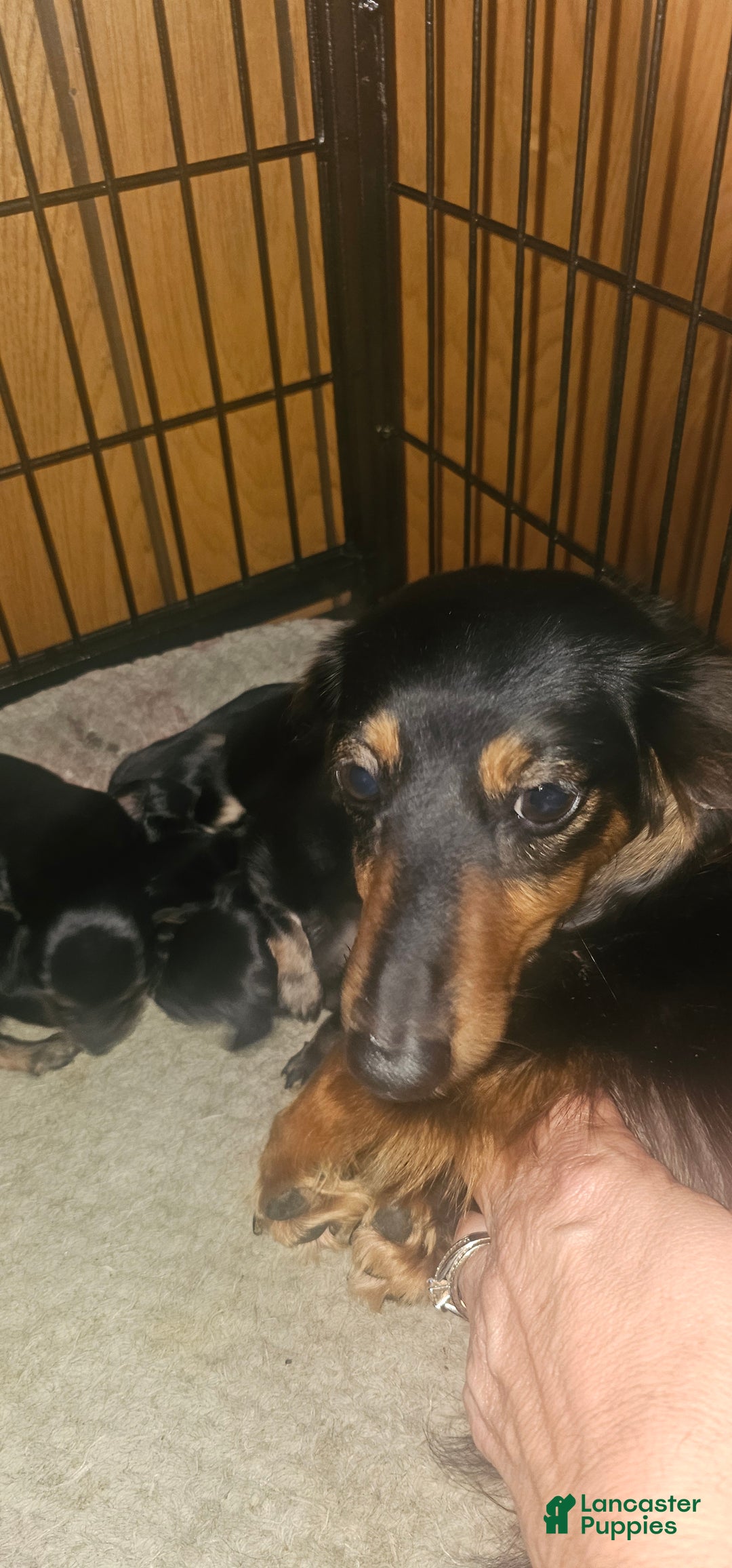 Dachshund dogs for sale: Dachshund Puppy 2 - Ad 2