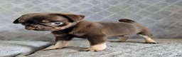 Pug dogs for sale: Nutella - Ad 3