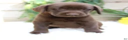 Labrador Retriever dogs for sale: Bella - Ad 7