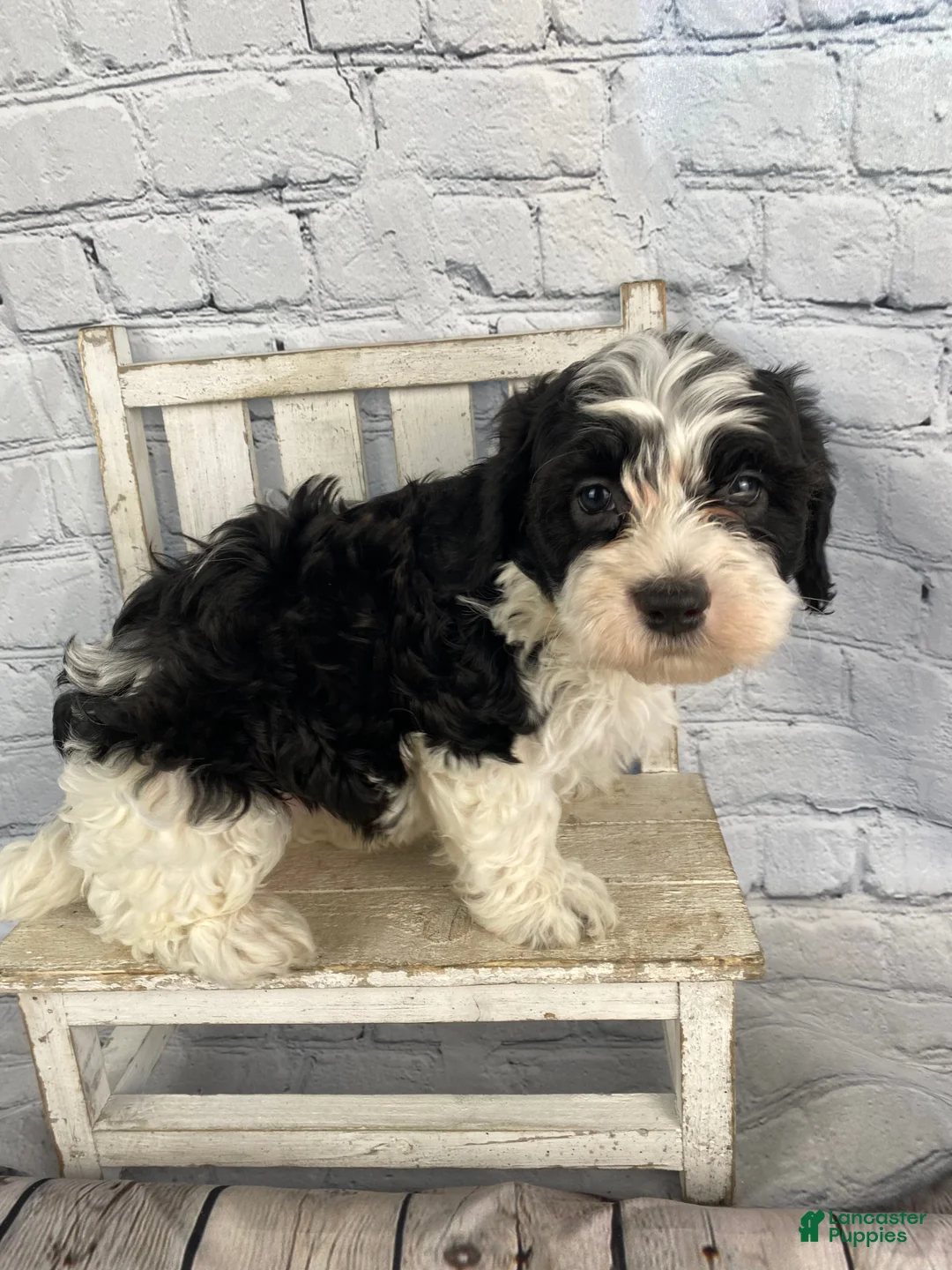 Cavapoo dogs for sale: Bandit - Ad 1