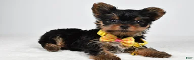 Champ teacup