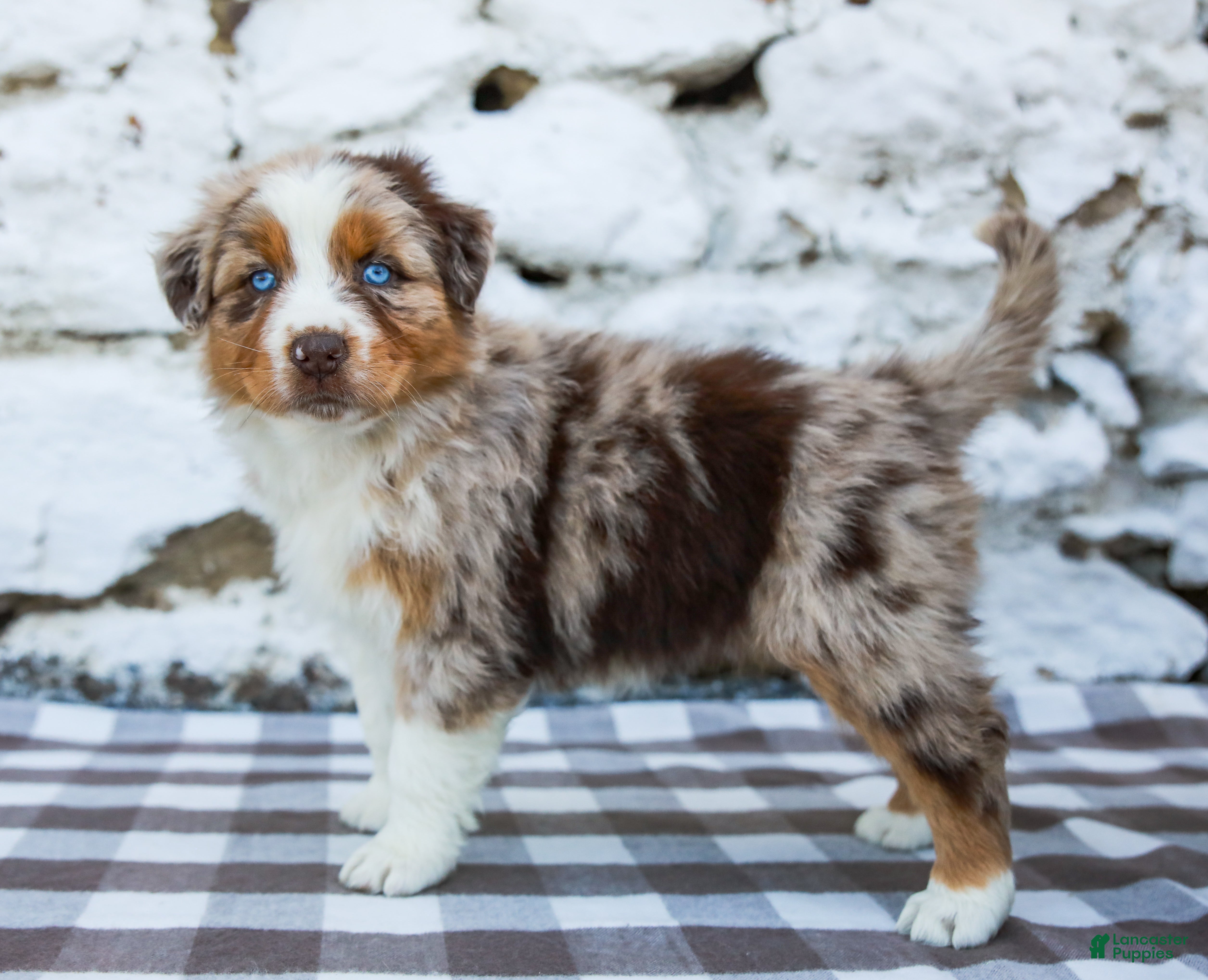 Australian Shepherd dogs Mindy - Ad 1