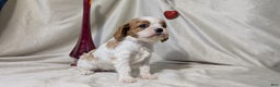 Cavalier King Charles Spaniel dogs for sale: River - Ad 8