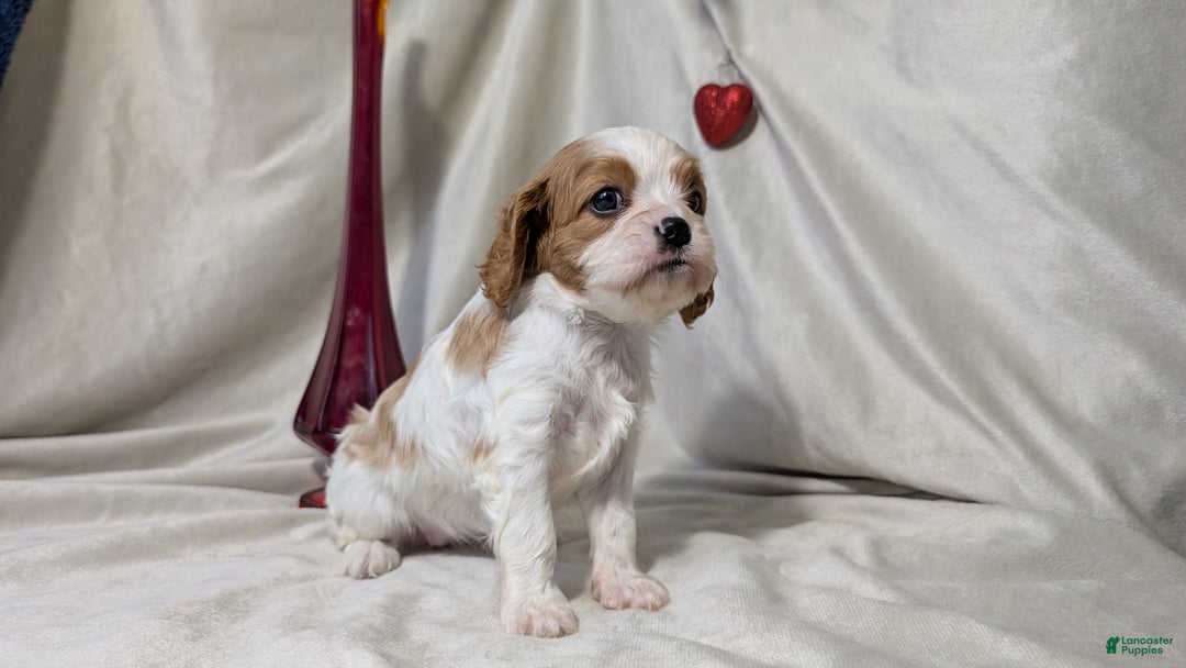 Cavalier King Charles Spaniel dogs for sale: River - Ad 8
