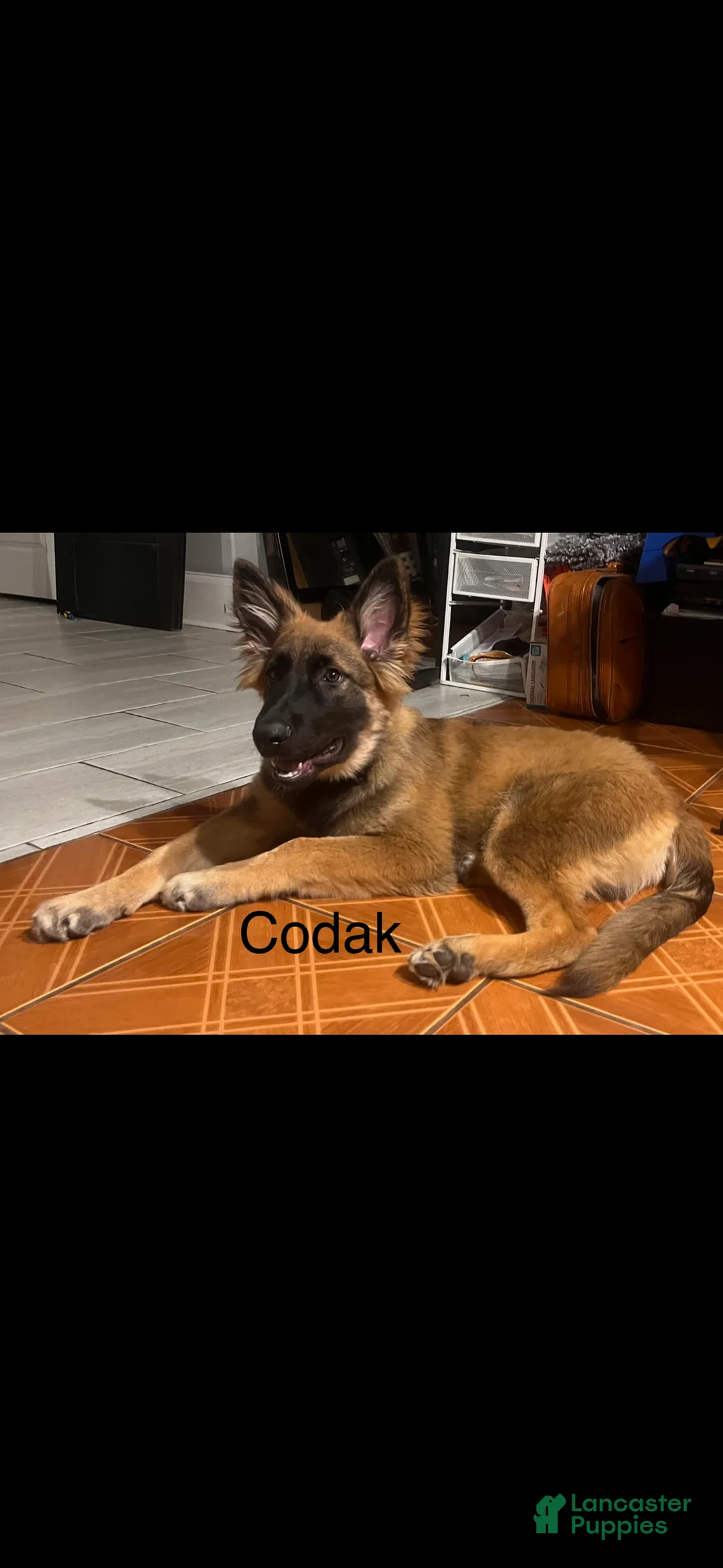 German Shepherd dogs for sale: German Shepherd 1 - Ad 2