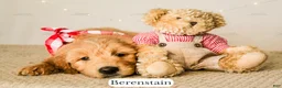 Goldendoodle dogs for sale: Berenstain - Ad 7