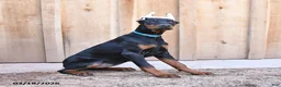 Doberman Pinscher dogs for sale: Roxie - Ad 3