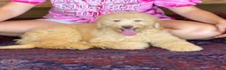 Miniature Labradoodle dogs for sale: Sunshine - Ad 2