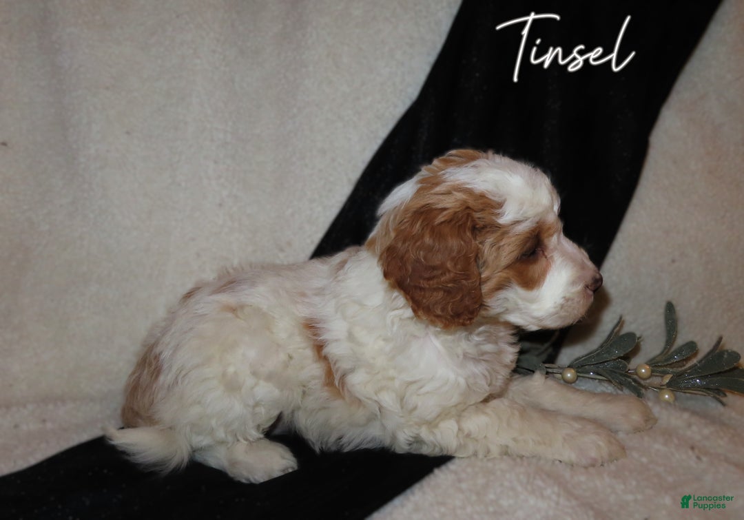 Mini Goldendoodle dogs for sale: Tinsel - Ad 2